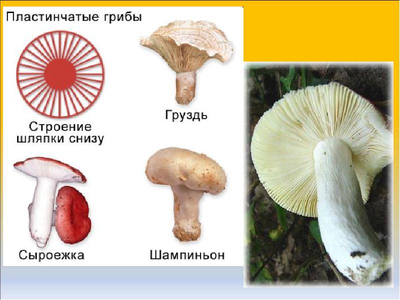 Отметь рисунки на которых представлены пластинчатые грибы