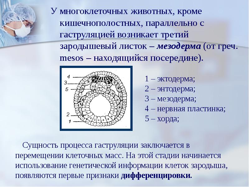 Индивидуальное развитие организма онтогенез презентация