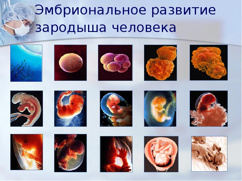 Индивидуальное развитие организмов проект