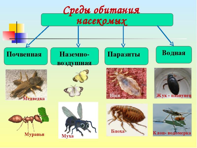 Насекомые презентация для дошкольников