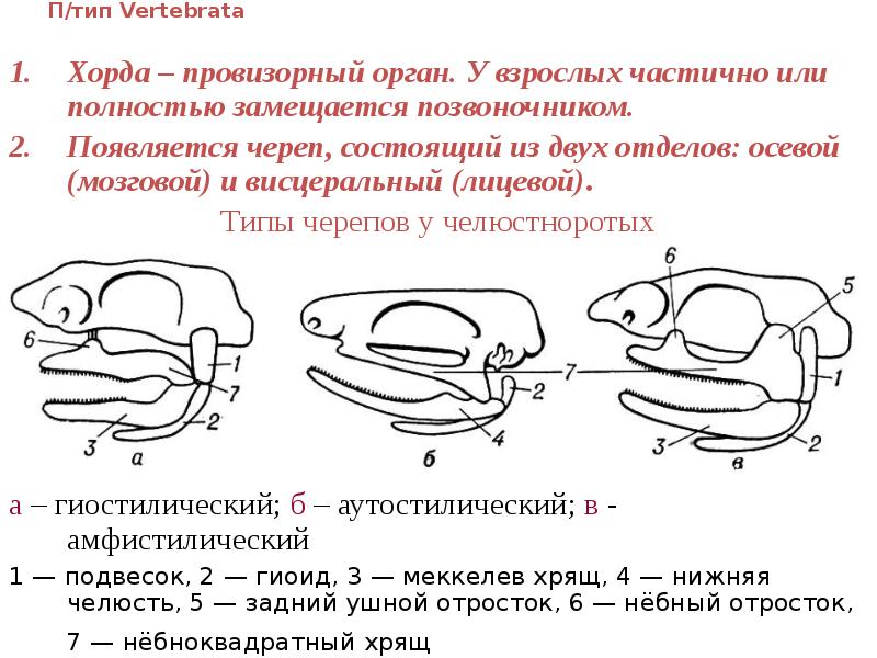 П/тип Vertebrata Хорда – провизорный орган. У взрослых частично или полностью