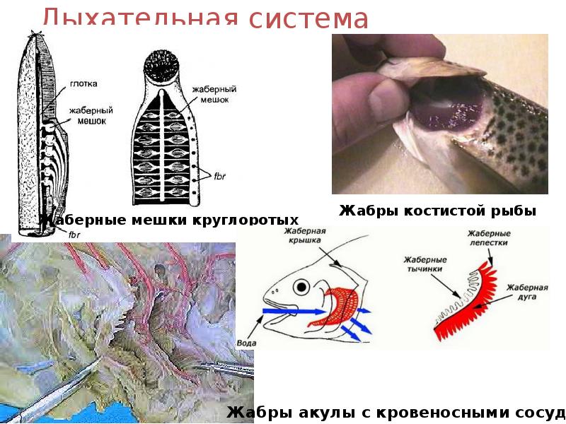 Дыхательная система