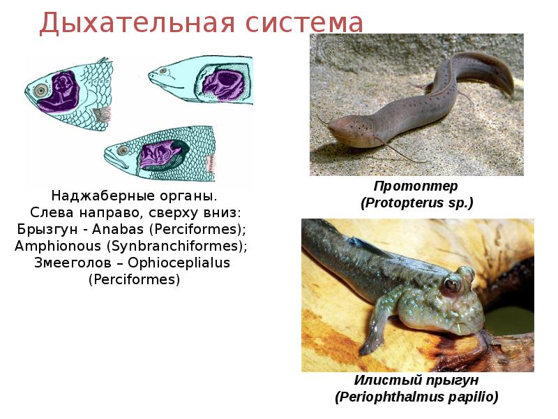 Дыхательная система