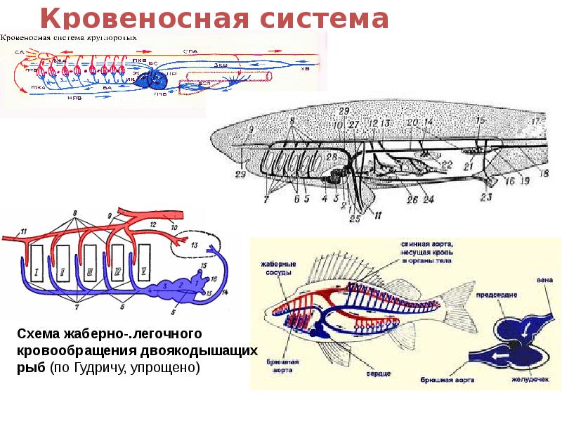 Кровеносная система