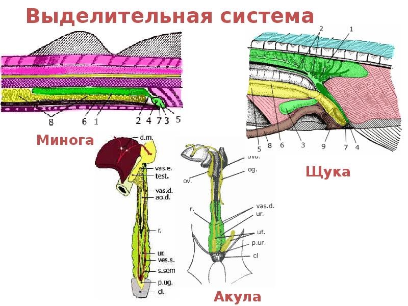 Выделительная система