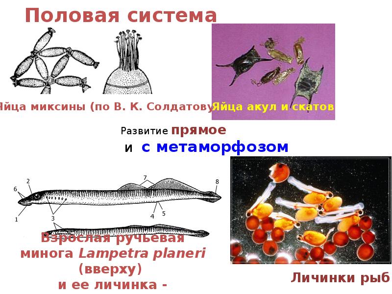 Половая система