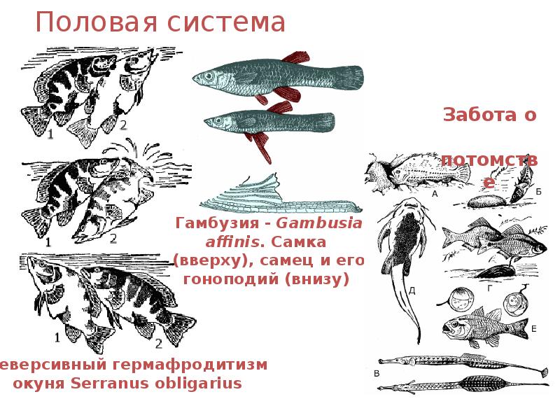 Половая система