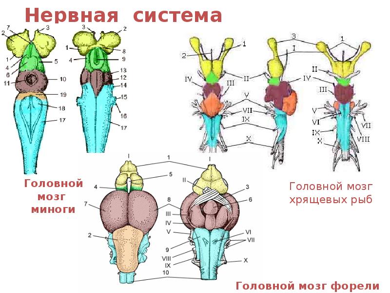 Нервная система