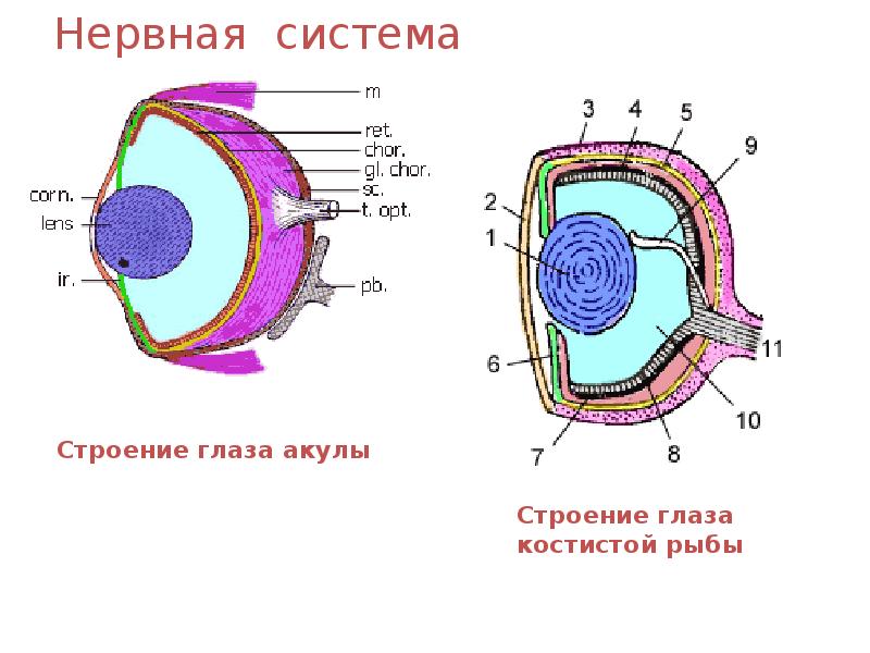 Нервная система