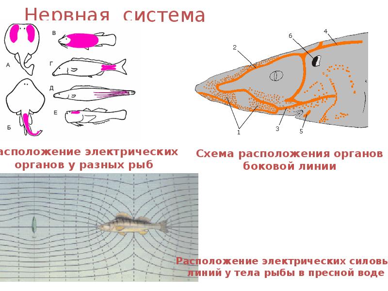 Нервная система