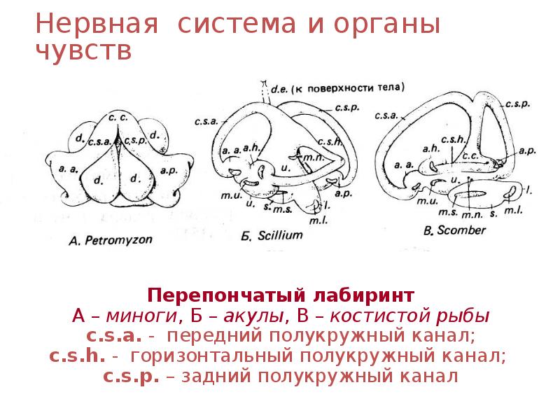 Нервная система и органы чувств