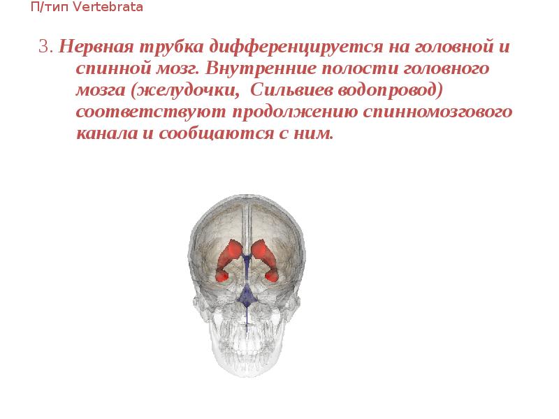 П/тип Vertebrata 3. Нервная трубка дифференцируется на головной и спинной мозг.