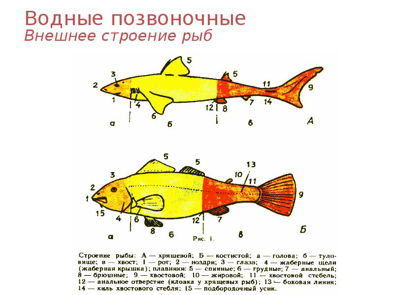 Водные позвоночные Внешнее строение рыб