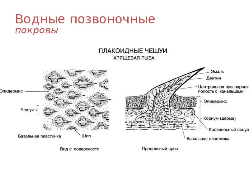Водные позвоночные покровы