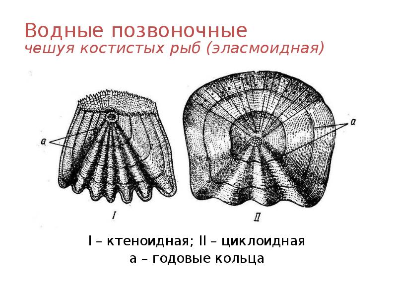 Водные позвоночные чешуя костистых рыб (эласмоидная) I – ктеноидная; II –