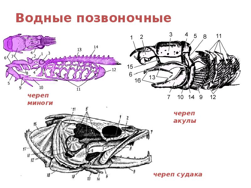 Водные позвоночные