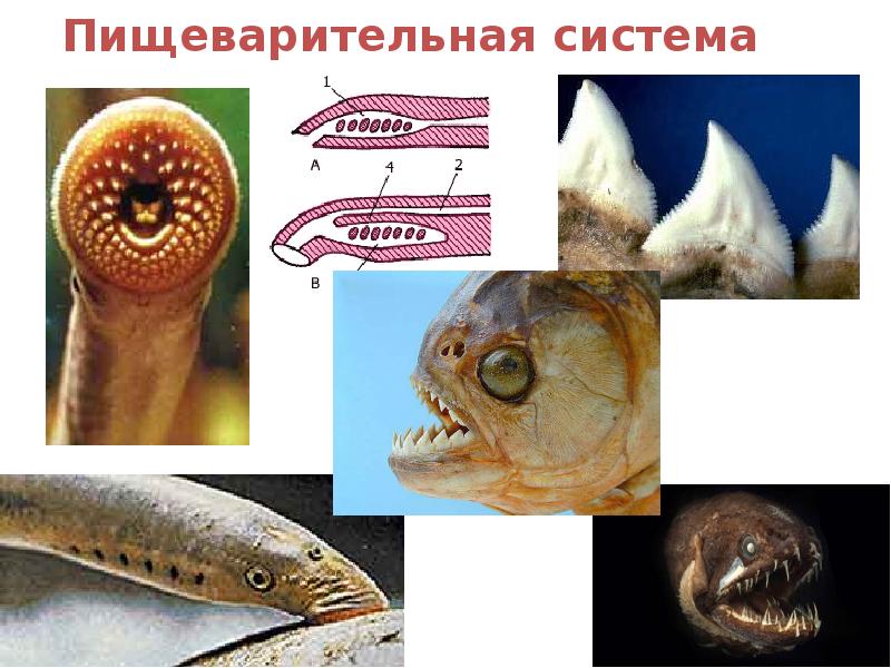 Пищеварительная система