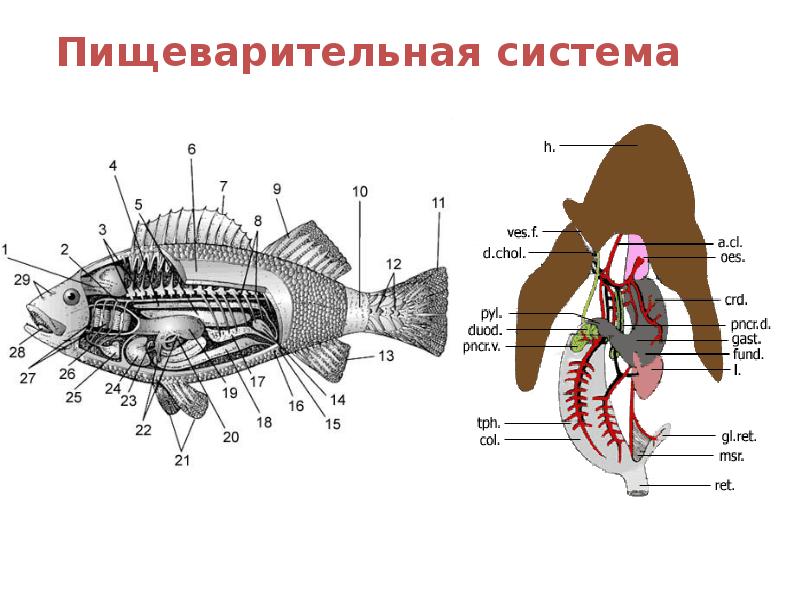Пищеварительная система