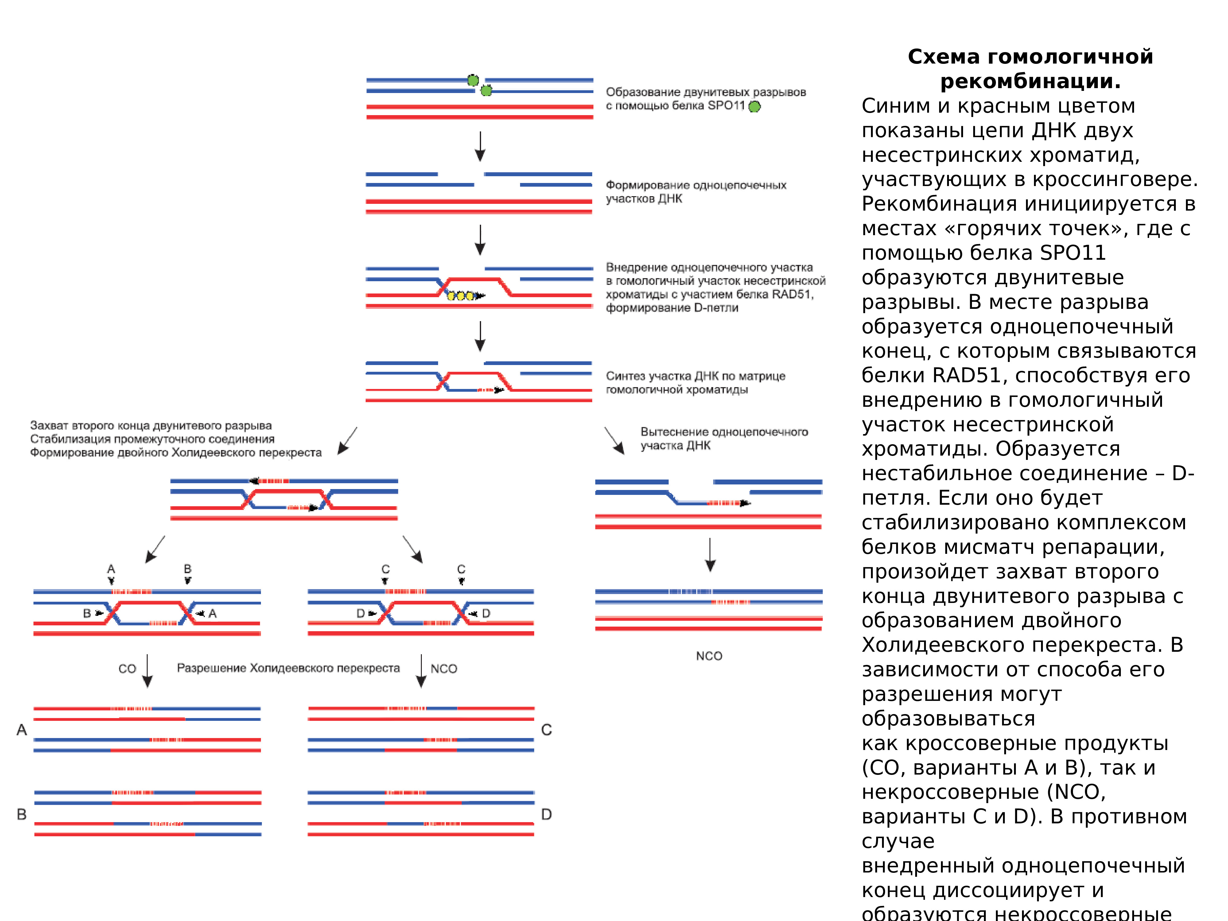 Рекомбинация днк схема