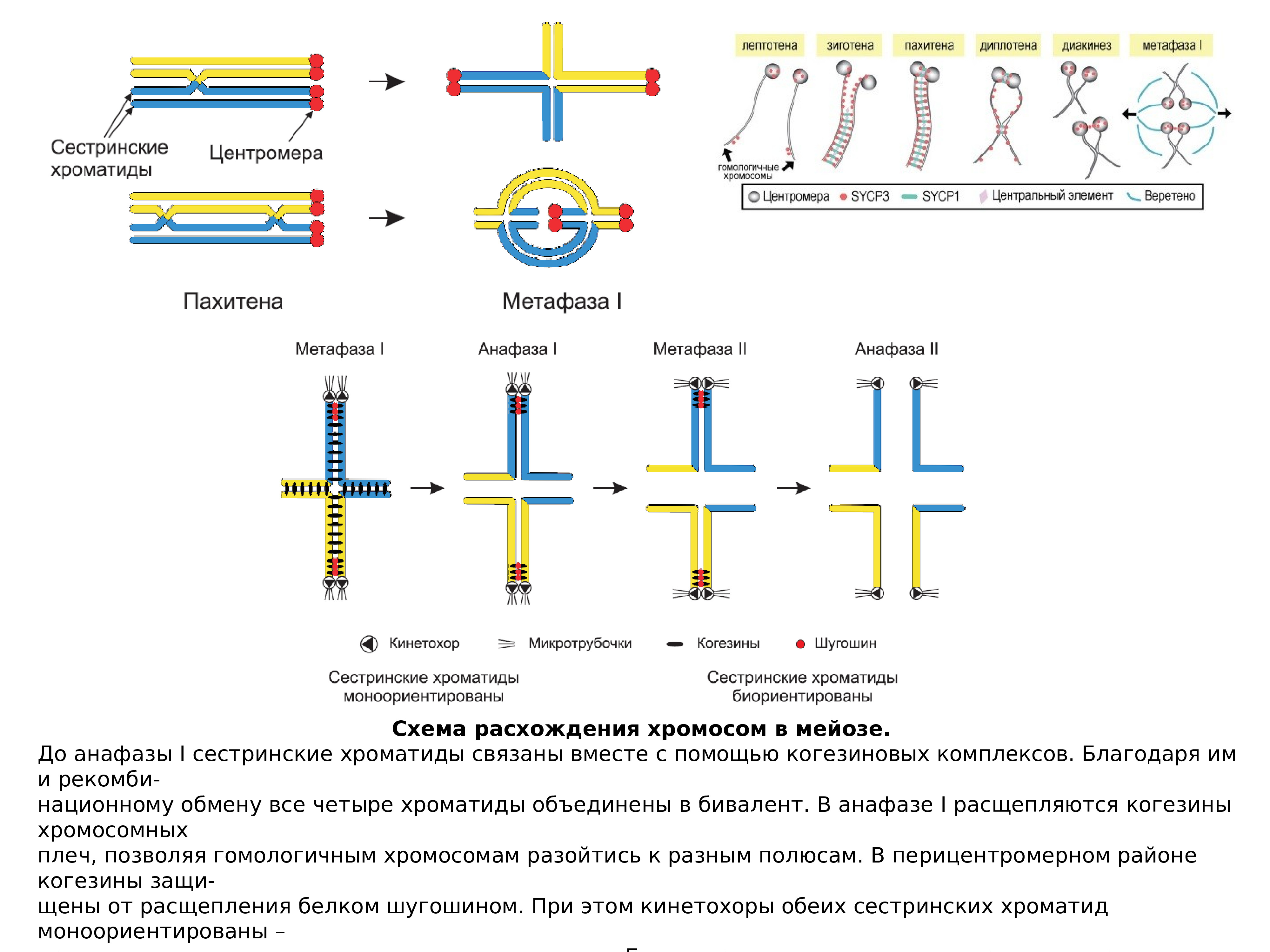 Расхождение сестринских хроматид. Расхождение хромосом схема. Мейоз сестринские хроматиды. Сестринские хроматиды и несестринские хроматиды.