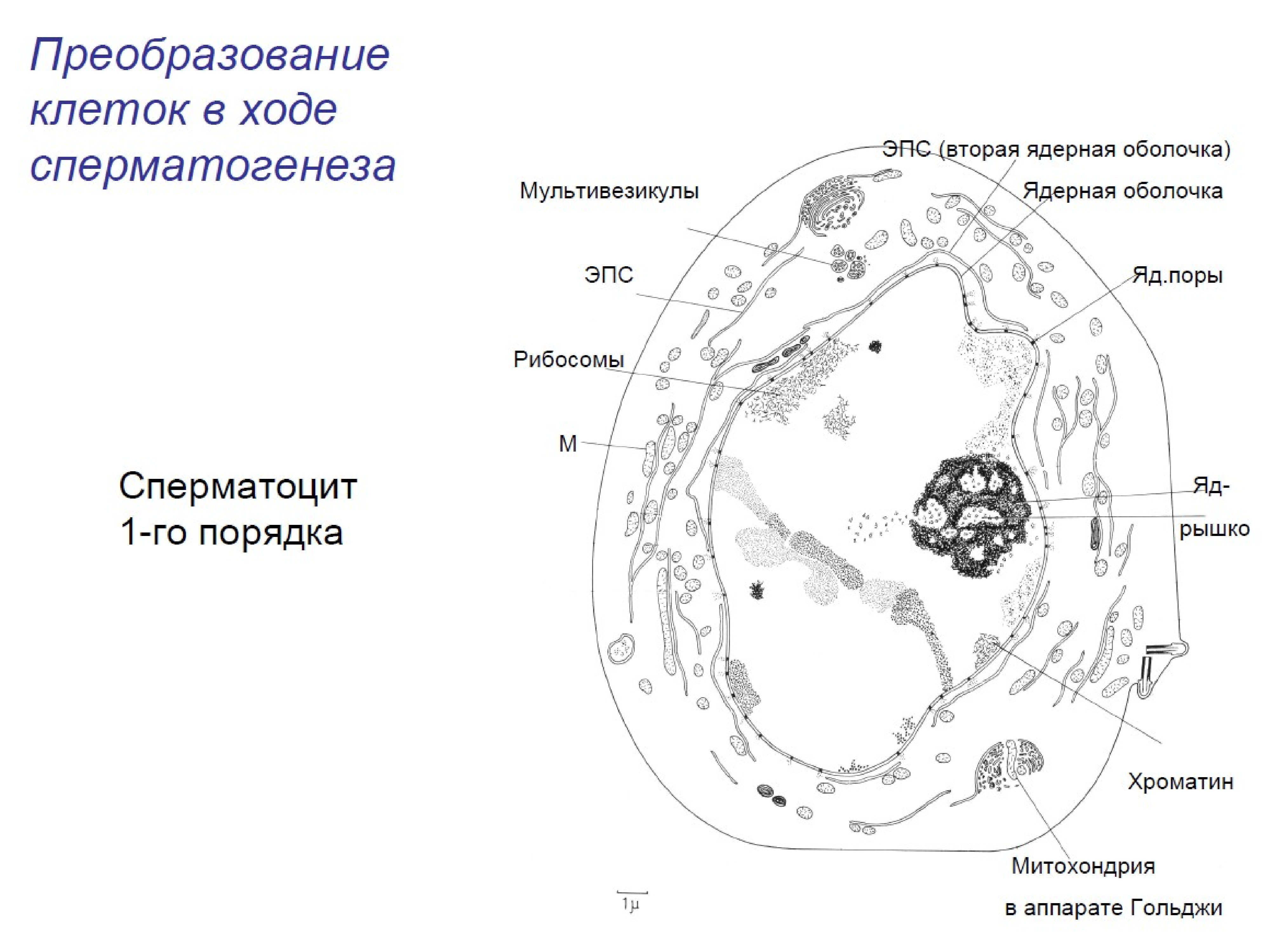 Клеточная зона