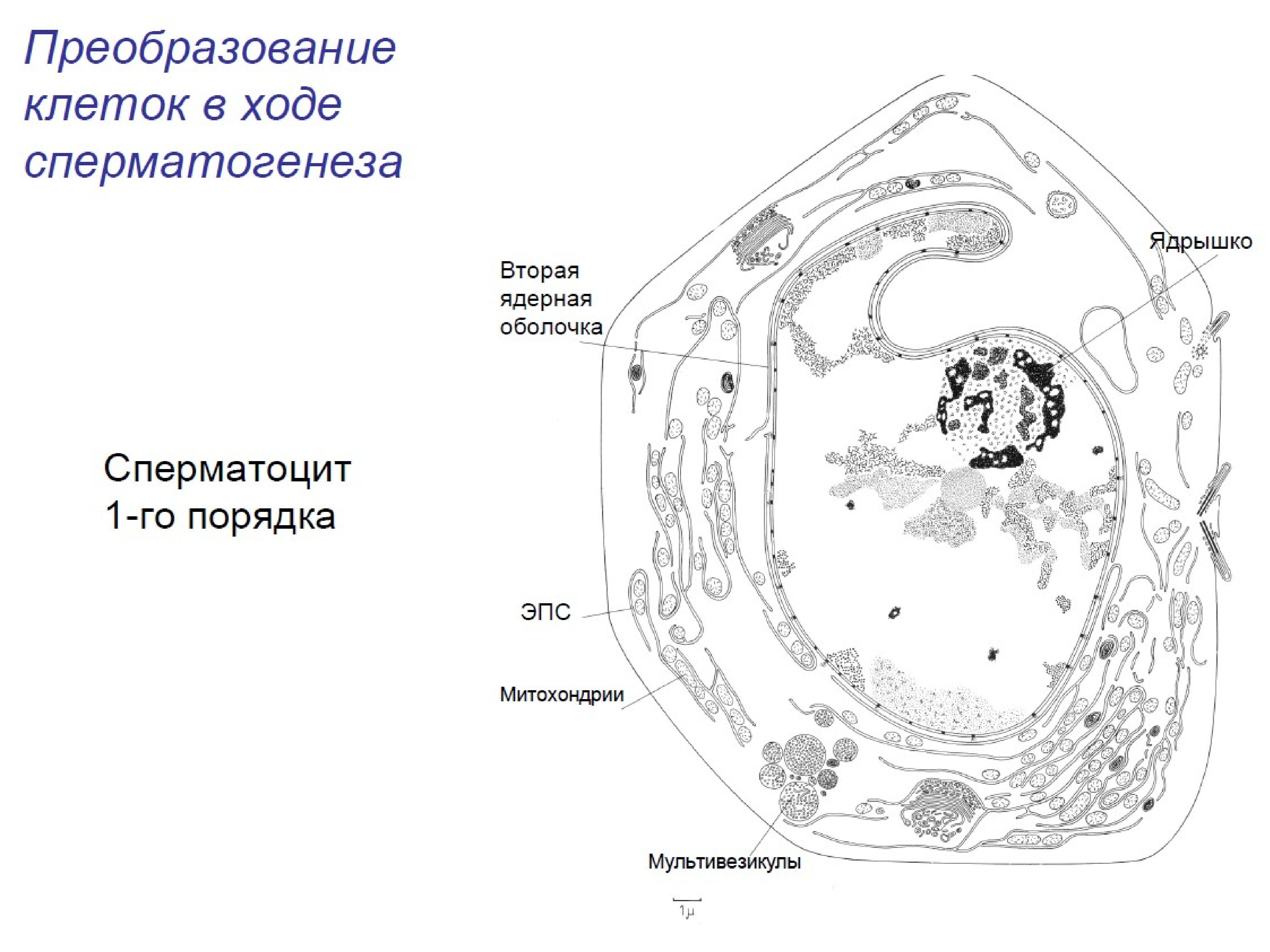 Цитология презентация 9 класс