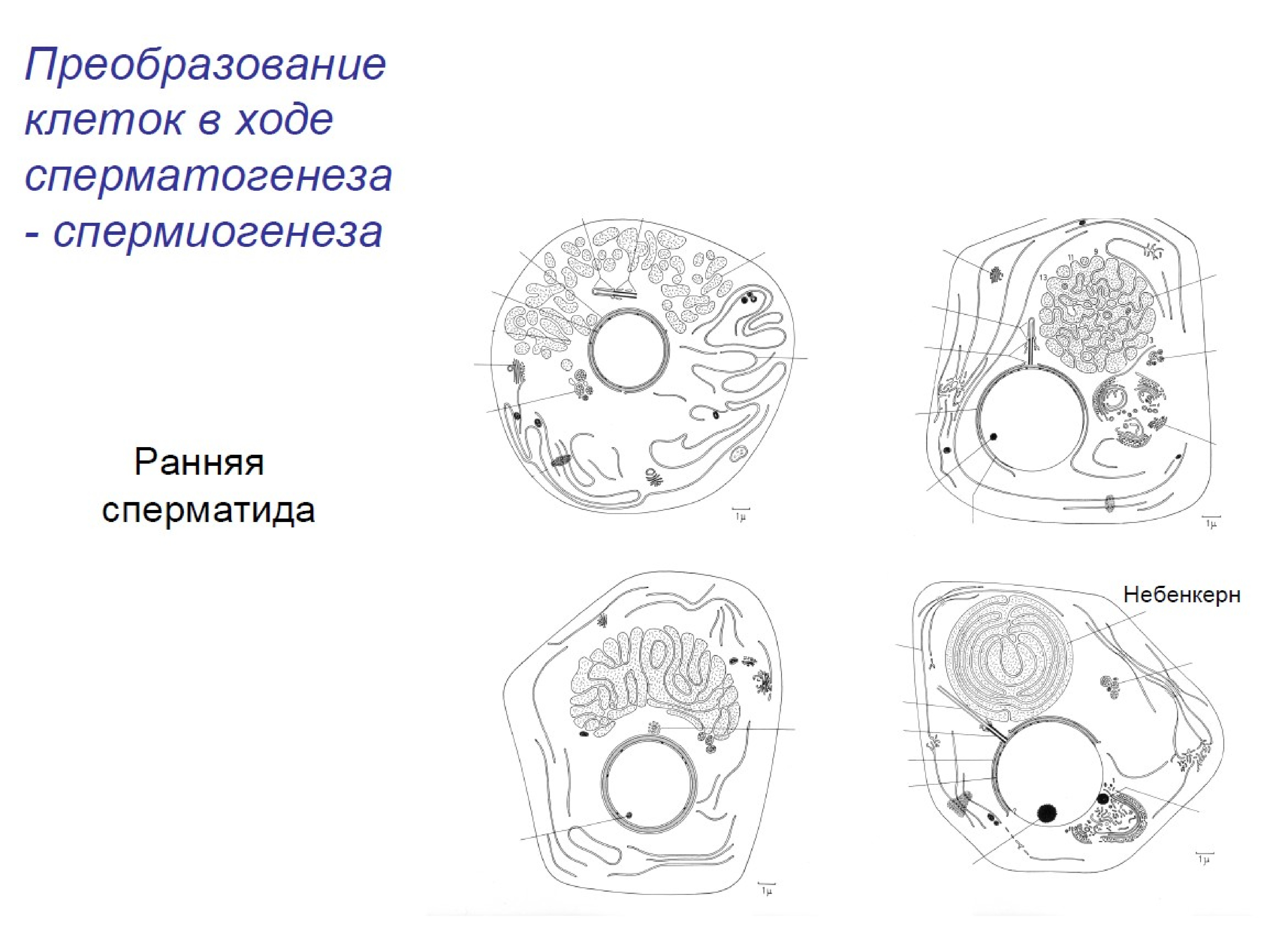 Контрольная по биологии 9 класс цитология. Схема строения клетки цитология. Клетка цитология схема. Строение животной клетки. Ядро клетки цитология.