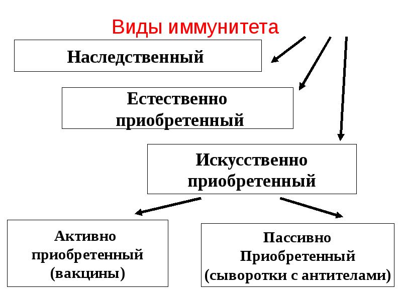 Разновидности иммунитета схема обж