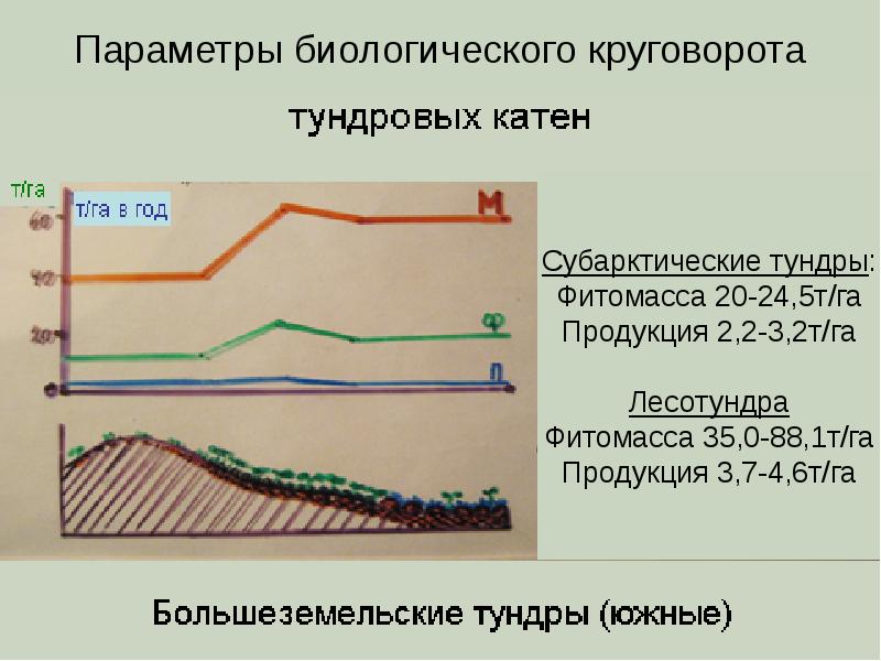 Фитомасса это