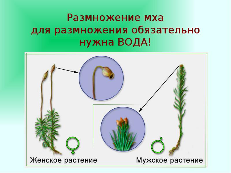 Размножение мхов происходит с помощью