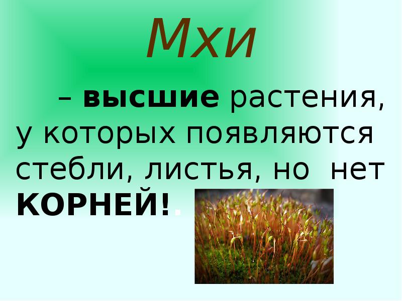 Мхи как высшие растения имеют