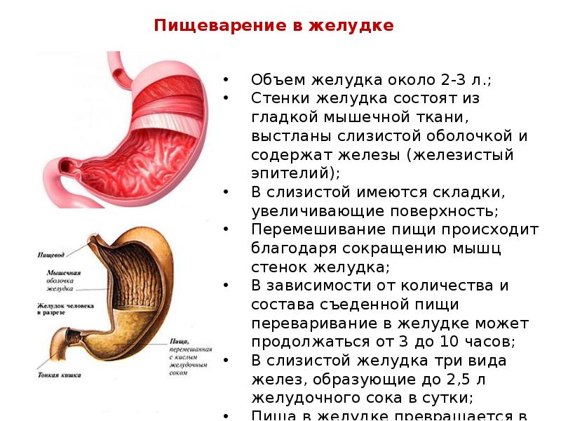 Время желудка. Желудок пищеварение в желудке. Пищеварение в желудке кратко. Пищеварение в однокамерном желудке.