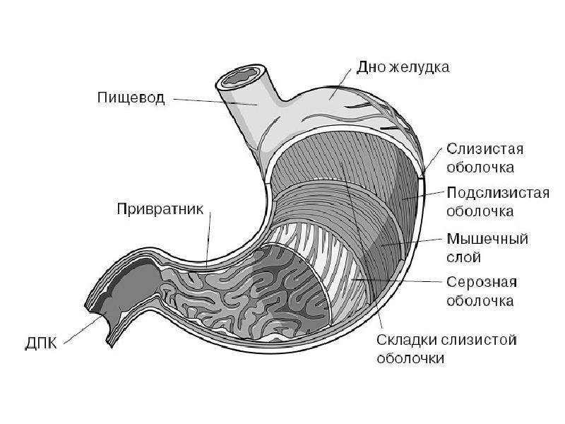 Частями желудка являются. Схематическое строение стенки желудка. Строение желудка человека анатомия схема. Строение желудка слои желудка. Слои стенки желудка анатомия.