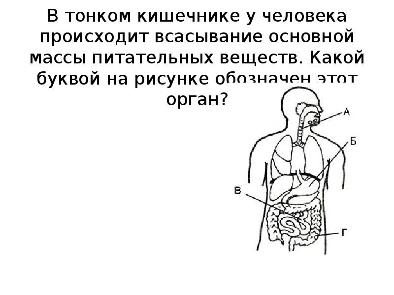 Какой орган пищеварения на рисунке обозначен буквой а