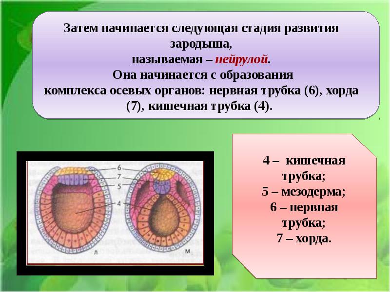 Индивидуальное развитие организма презентация