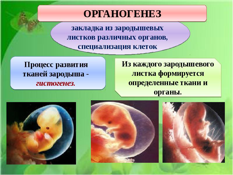 Презентация внутриутробное развитие организма развитие после рождения