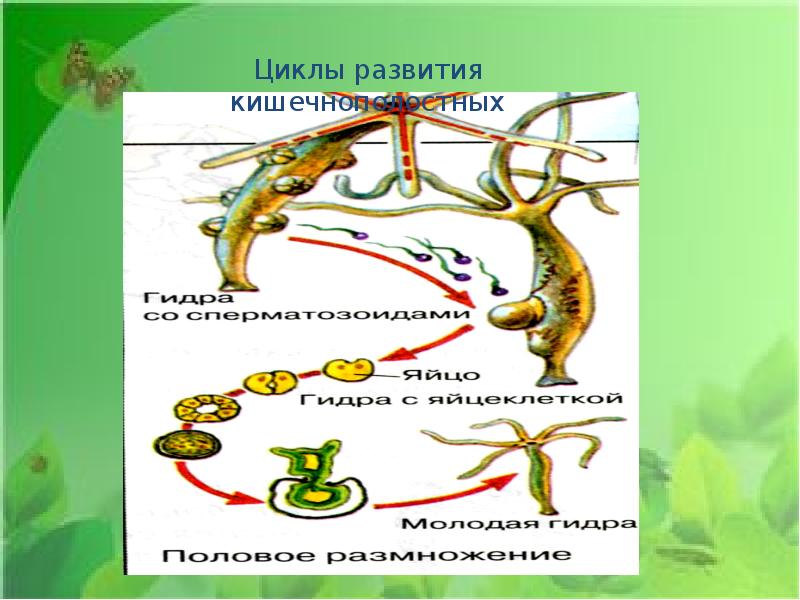 Индивидуальное развитие организма презентация