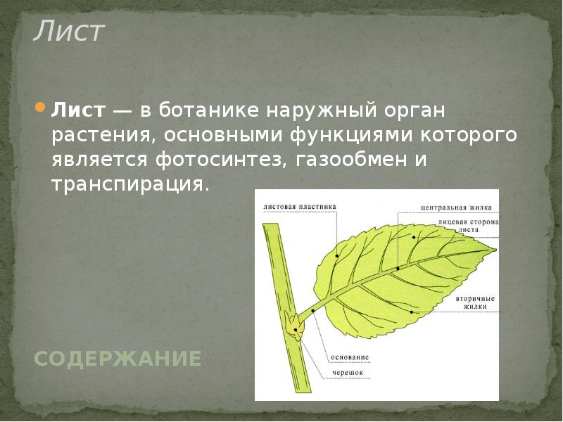 Газообмен листа. Функции листа фотосинтез. Лист как орган транспирации. Газообмен и транспирация.