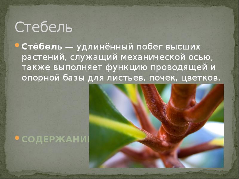 Какую функцию выполняет стебель в цветке. Удлиненный стебель. стебель выполняет функции. какую функцию выполняет цветоножка. стебель не выполняет функцию.