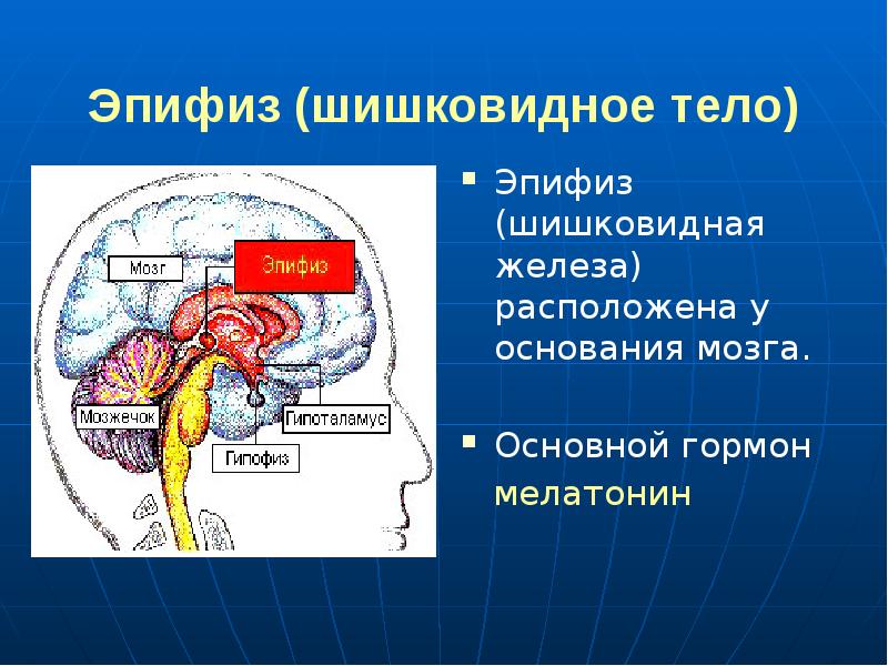 Эпифиз и гипофиз презентация