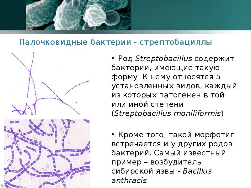 Приведите 3 примера бактерий