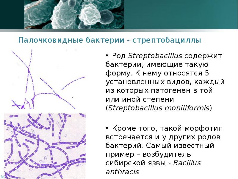 Палочковидные бактерии