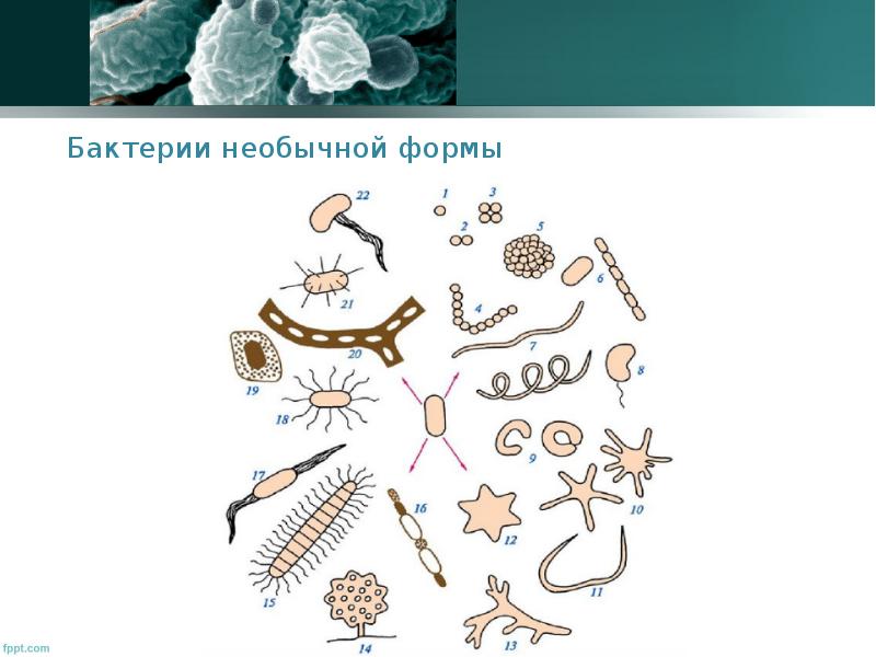 Морфология бактерий презентация