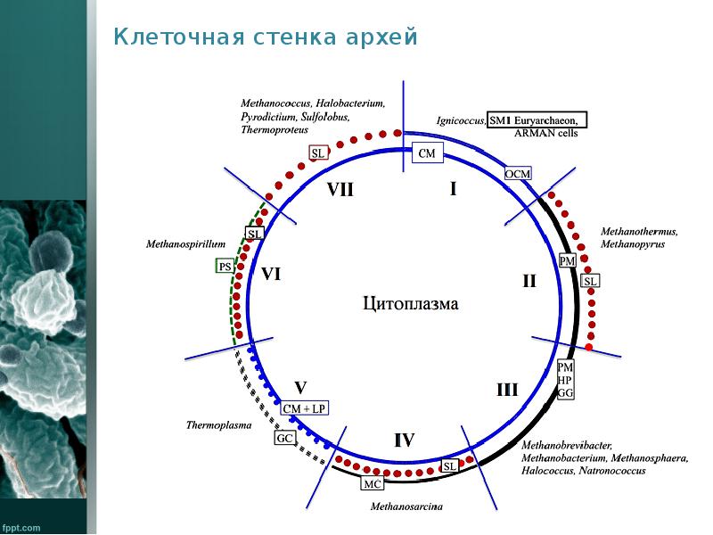 Архебактерии 7 класс презентация