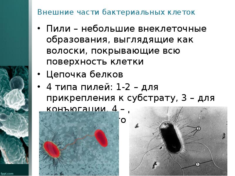 Внеклеточные организмы 5 класс биология примеры