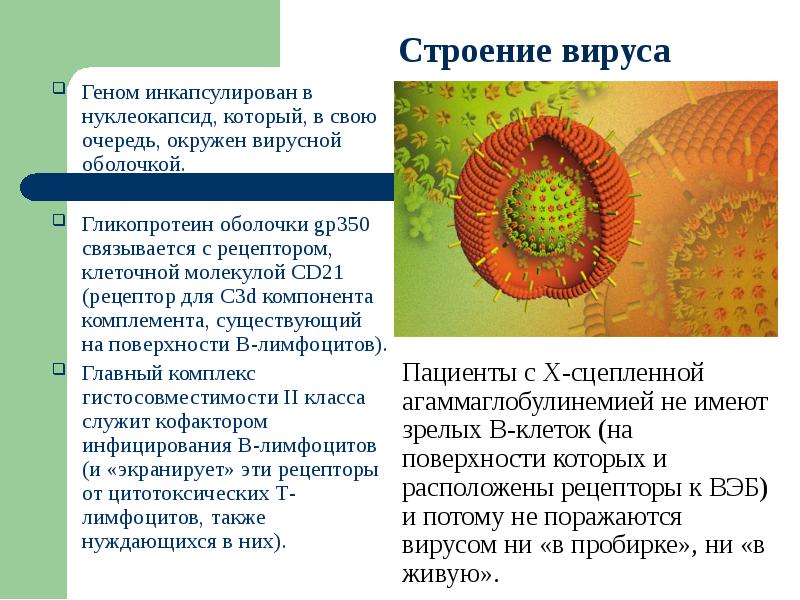 Антиген эпштейн барра. Строение вируса Эпштейна-Барр. Вирус Эпштейна Барра строение. Строение вируса нуклеокапсид. Вирус Эпштейна-Барра строение вируса.