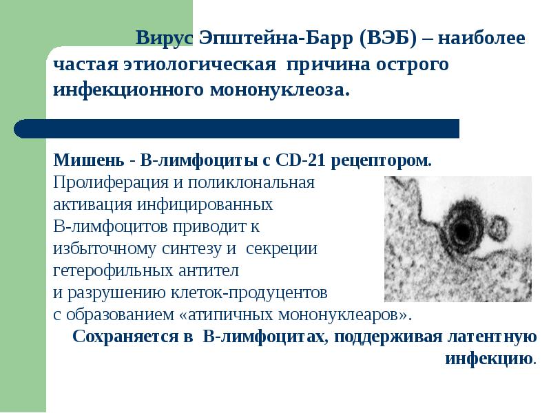 Отзывы вируса эпштейна барра