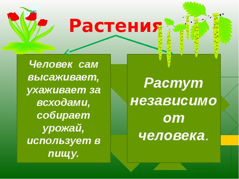 Что такое география растений. Разнообразие и происхождение культурных растений. Презентация культурные растения 6 класс Пономарева ФГОС. Разнообразие и происхождение культурных растений презентация. Рассказ о культурном растении.