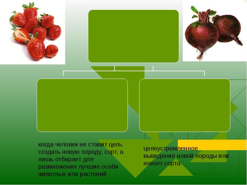 Разнообразие и происхождение культурных растений 6 класс проект