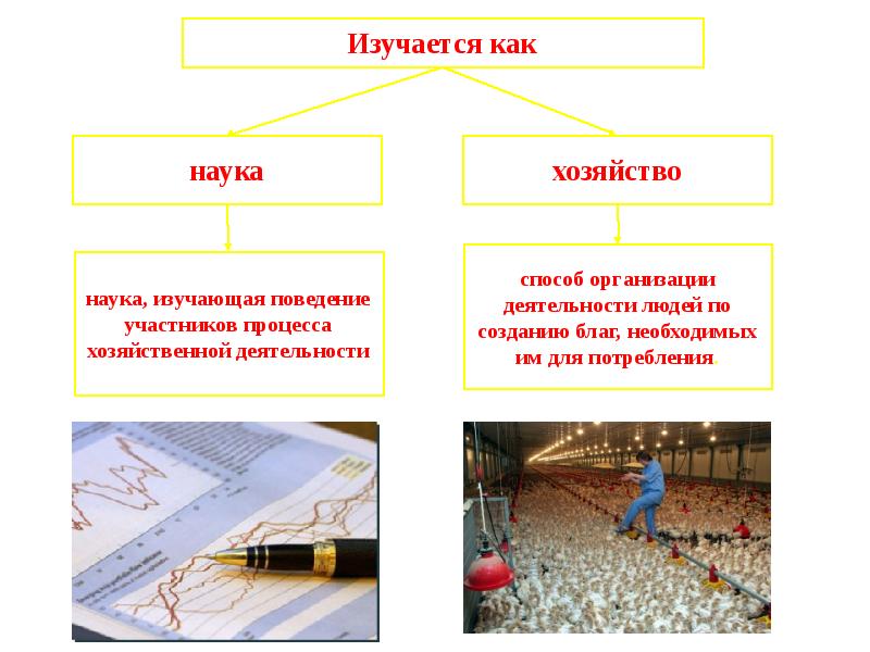 Экономика как наука и как хозяйство план